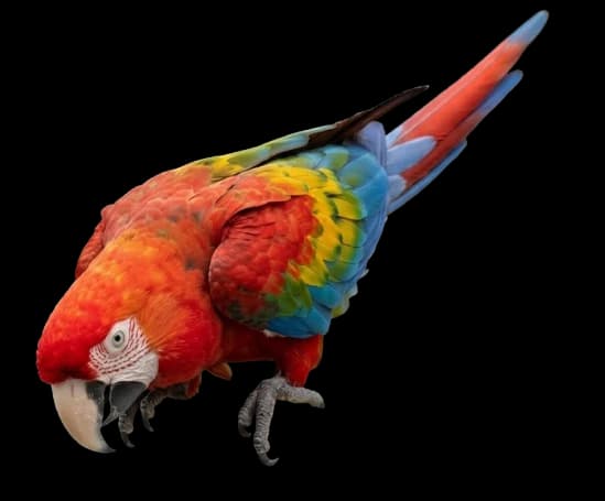 Parrot looking into the contact card