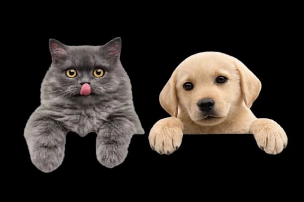 Cat and dog illustration