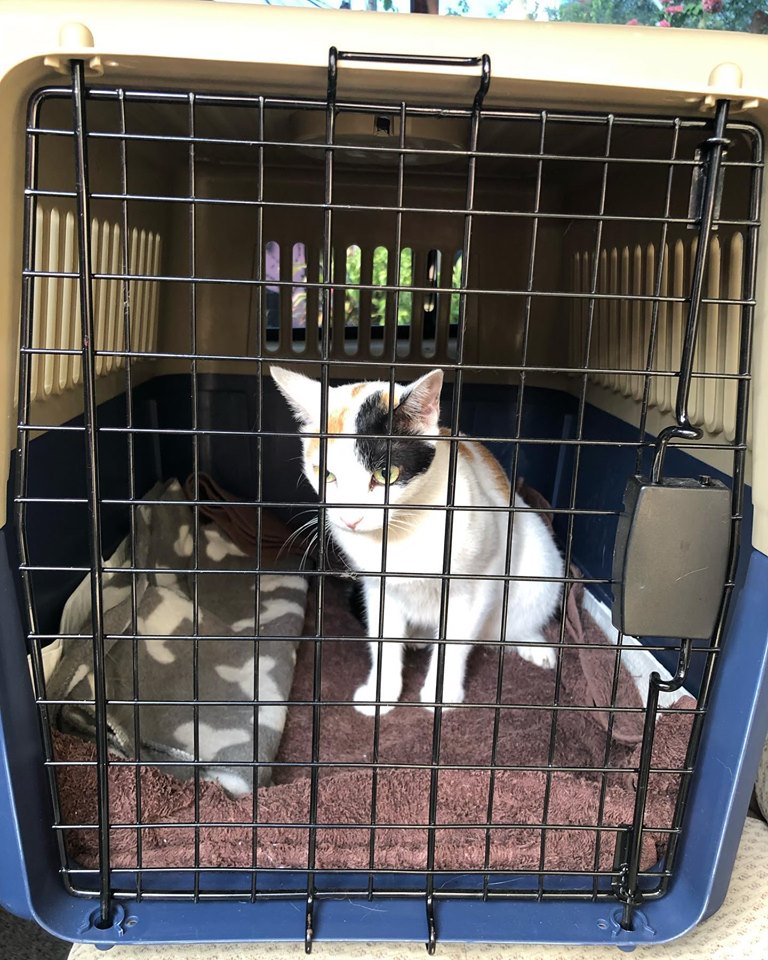 IATA Compliant Pet Travel Crates Pet Express Sri Lanka