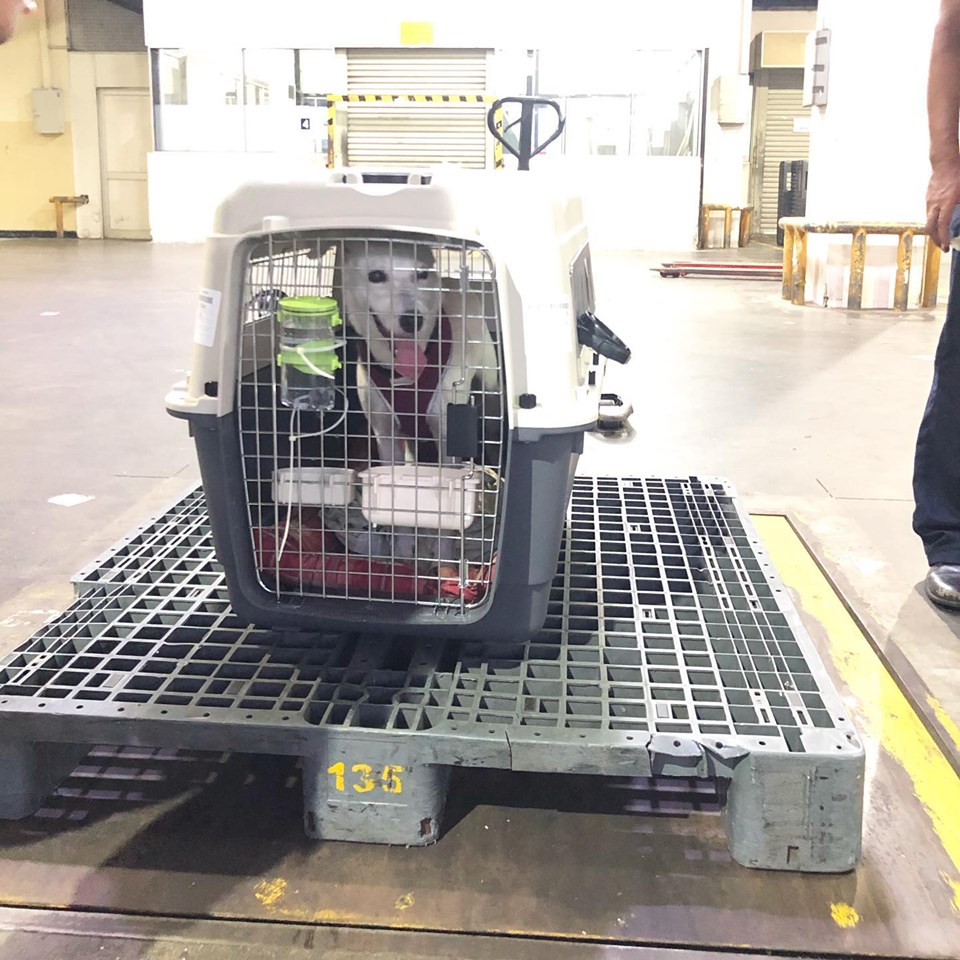 IATA Compliant Pet Travel Crates Pet Express Sri Lanka