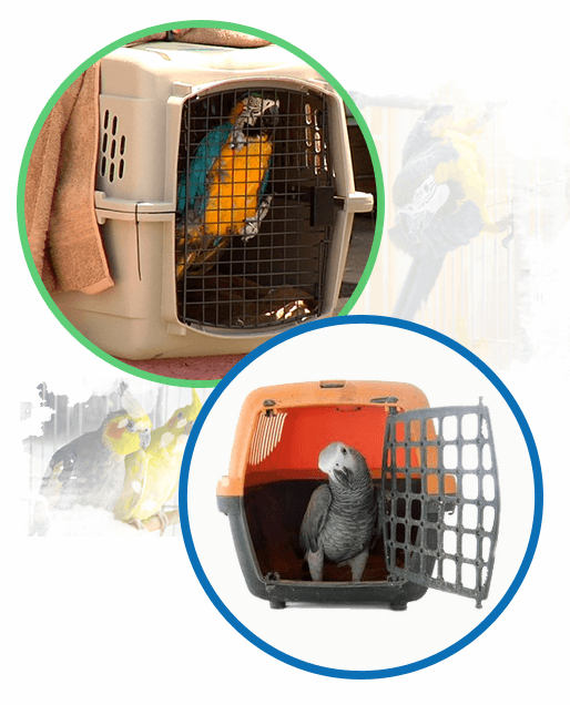 IATA Compliant Pet Travel Crates Pet Express Sri Lanka