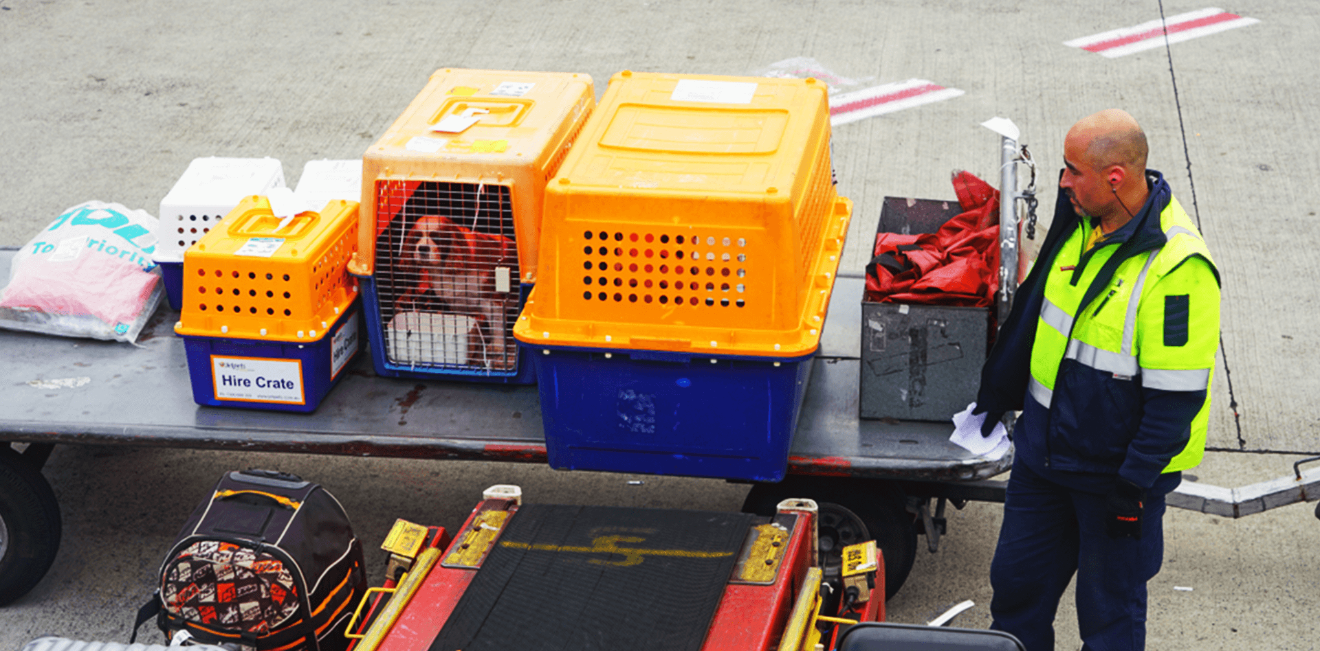 Moving Pets from Sri Lanka to USA • Pet Express • The Pet Transport